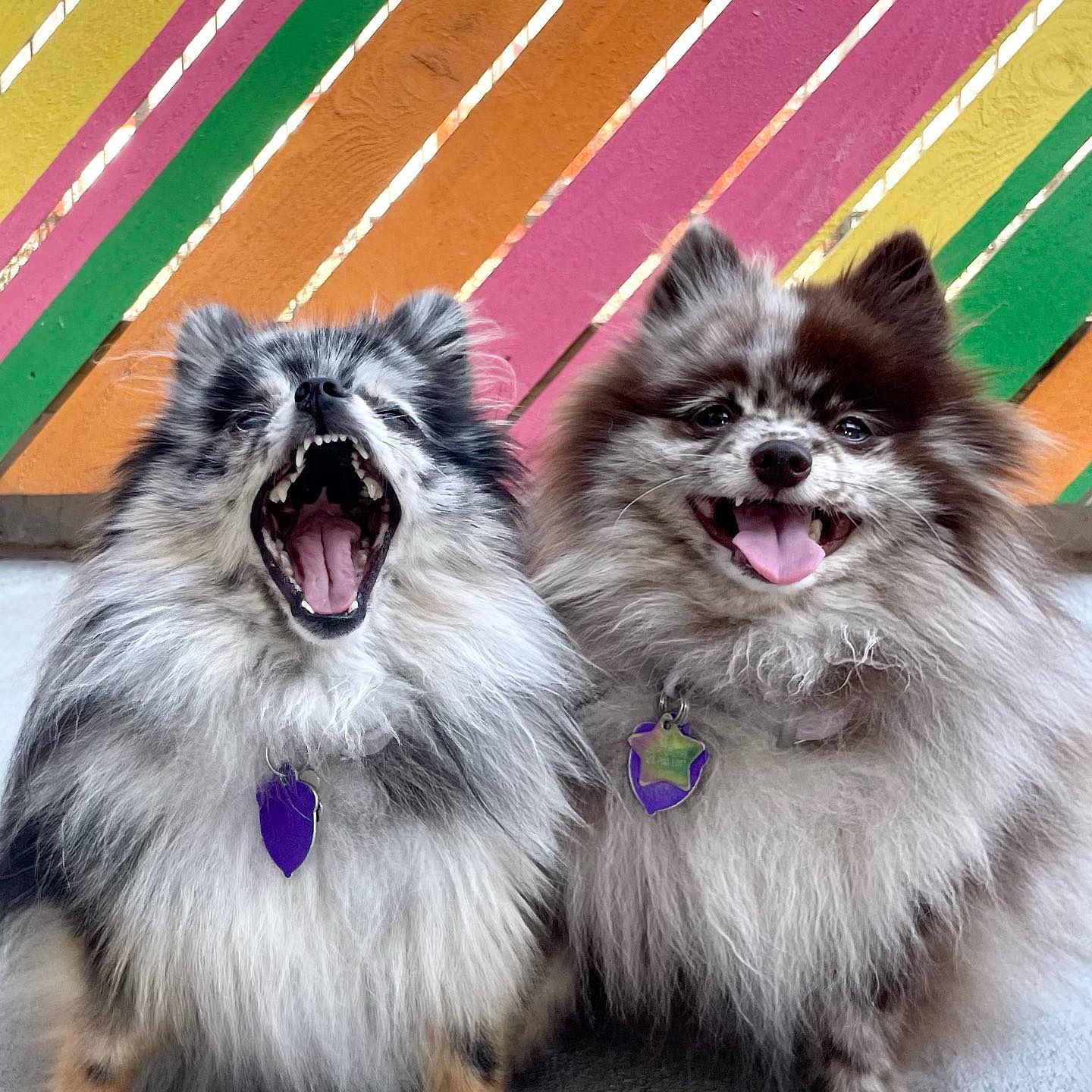 Two Pomeranians in front of a colorful wall