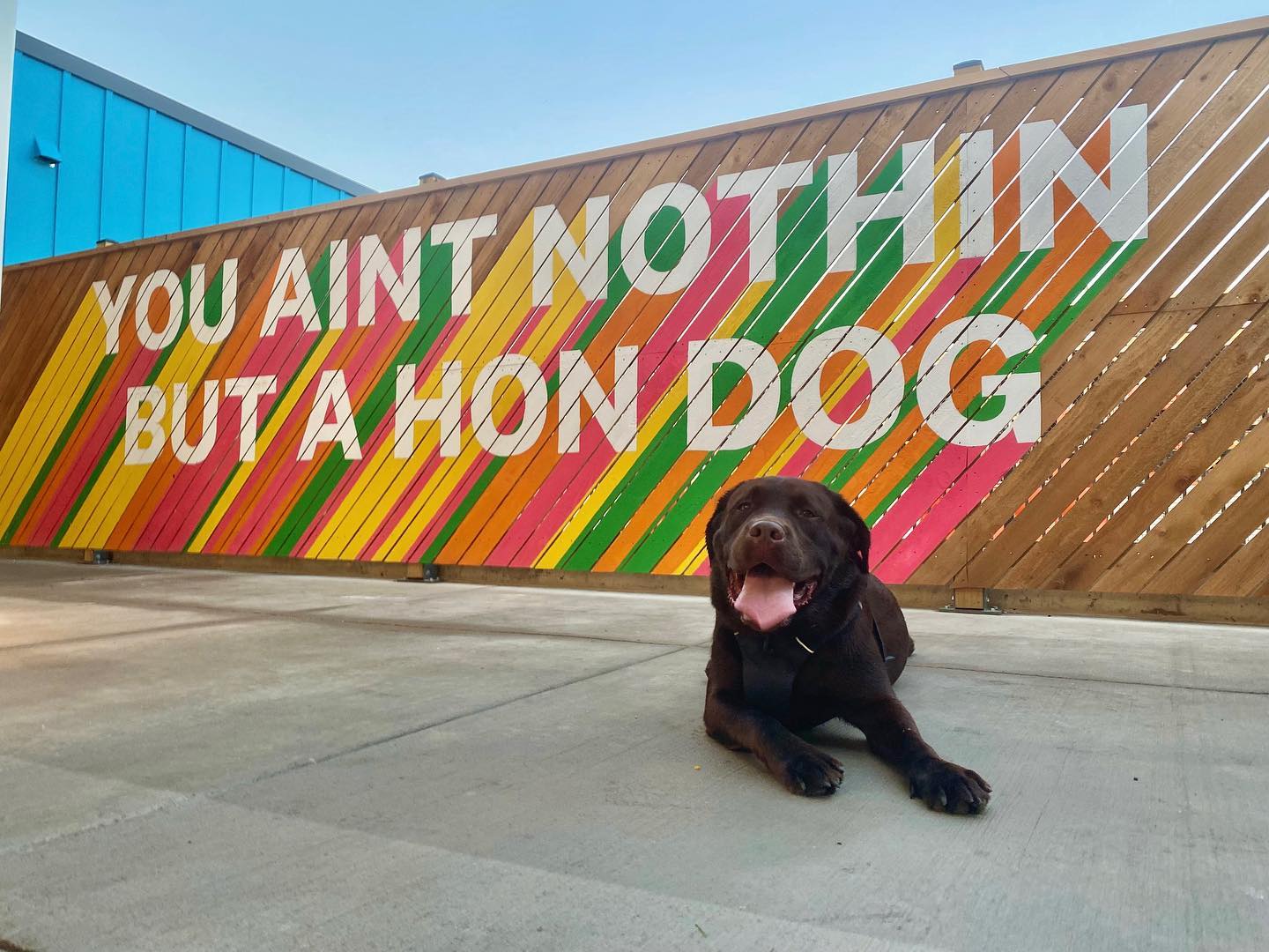 A chocolate lab sitting in front of a wall that reads: you ain't nothin but a hon dog