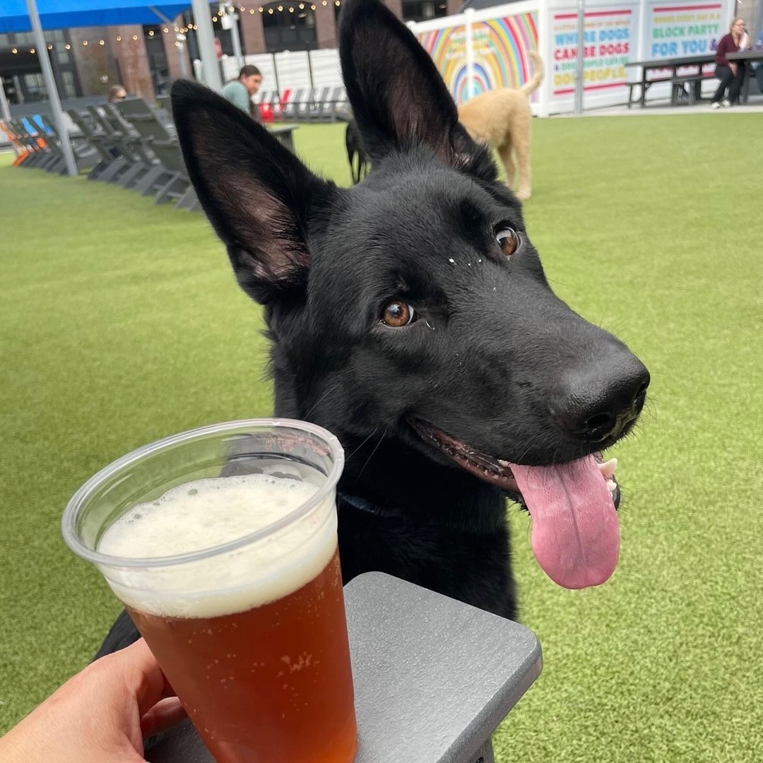 A black German shepherd, with tongue out, sitting in front of a chair that has a beer on it