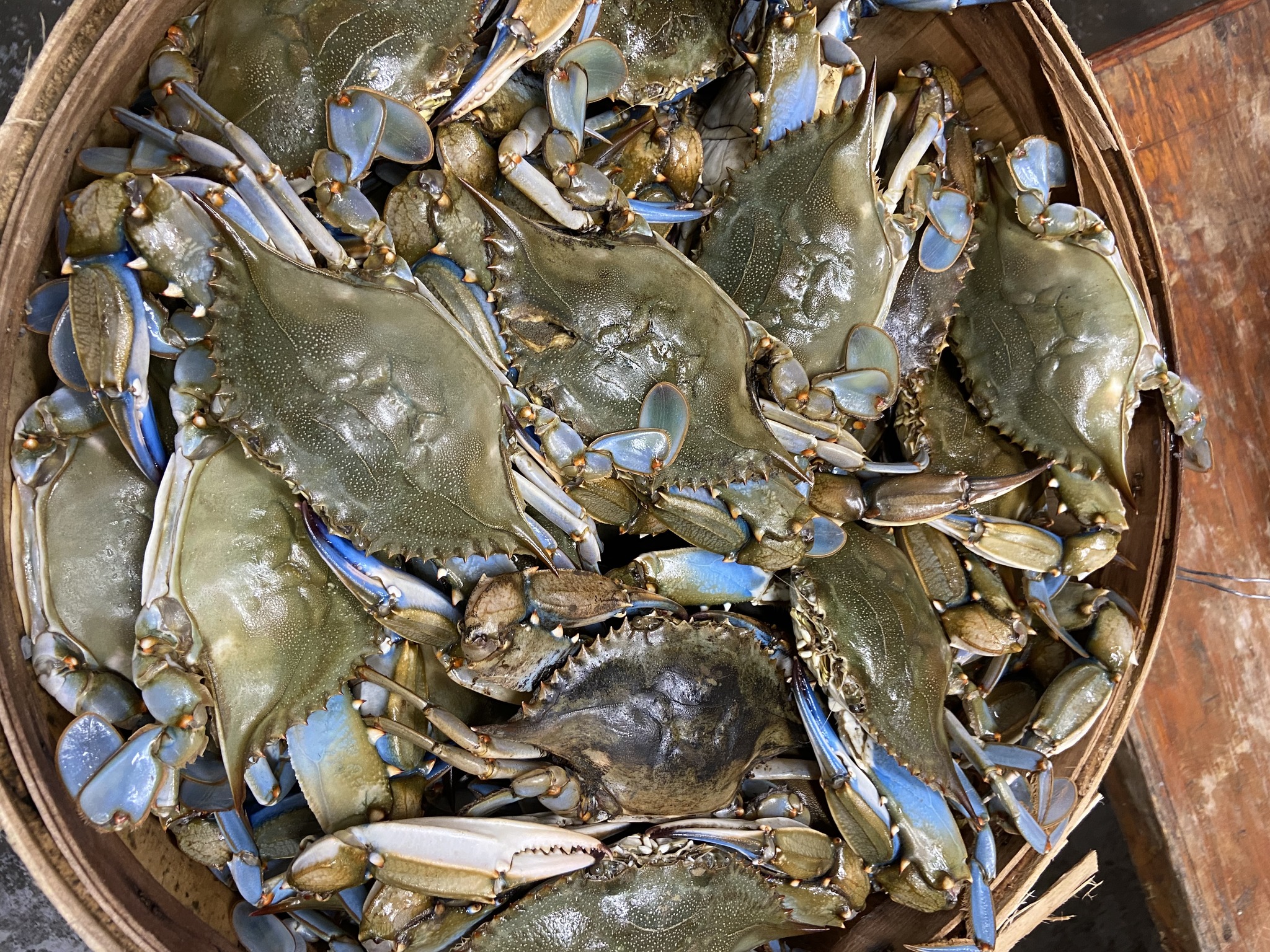 a bucket of blue crabs